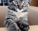 タロットセッション❀心の整理をサポートします 恋愛・仕事・人間関係・家族など/傾聴と対話で心に寄り添う イメージ6