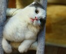 様々なシチュエーションで使える猫の画像集めます 可笑しい!可愛い!!癒される!!50枚セットでお渡しします イメージ7