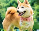 犬・猫・ペットの自然な写真を撮影します ペットと家族が過ごす時間をプロクオリティで残しませんか？ イメージ7