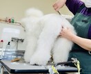 初心者向け トリミングの流れが分かる動画になります 初心者さまも安心！見るだけトリミング動画 イメージ3