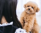 ペットロス専門カウンセリング致します 大切な家族を失ったあなたへ心に寄り添います イメージ1