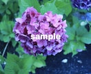 梅雨の時期におすすめ！紫陽花の写真素材を提供します 紫陽花の写真素材・1セット5枚入り イメージ4