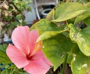 限定1名様　心の不安やお悩み愚痴等をお聴きします うつ病や双極性障害（躁うつ病）について聞いてみたい イメージ6