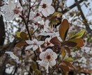 東京都内と周辺の日常風景をスマホで写真撮影します 引っ越しやイベント前の立地確認、ブログ写真(商用可)を撮影 イメージ4