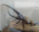 ヘラクレスオオカブトの飼育方法を教えます 幼虫から成虫への飼育方法、伴走型でサポートいたします。 イメージ5