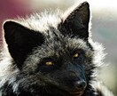宮城県　猫や犬など様々なペットの写真撮影します 撮影、編集まで可能な限りお客様のイメージ通りに行います イメージ6