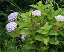 ご希望に添ったお写真をお届けします ご希望に添ったお写真をご提供させて頂きます!! イメージ5
