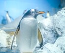 風景、物、動物などの加工します オシャレに、目を引くような加工をします。 イメージ4