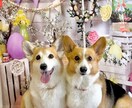 出張トリミング塾〜ご自宅へお伺いいたします トリミング技術を学びながら、愛犬がふわふわモコモコに! イメージ1
