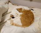 うつ病や双極性障害に悩む方などの心のケアをします ストレスは言葉を発する口から抜けていていきます。 イメージ3