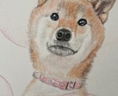 ペットの似顔絵描きます 家族の一員のペット達の似顔絵を色鉛筆で描きます。 イメージ3