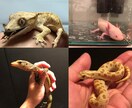 爬虫類、小動物飼育に関するお悩み相談受付ます 動物園で飼育員を務めた経験を活かし、アドバイスを行います。 イメージ1