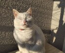 介護・看取りの不安、電話で聴きます 看護師35年。解決より先に、ただ聴きます イメージ4