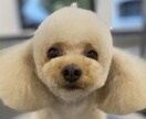 犬のしつけやサロンでのお悩みにお答えします 現役トリマーより！サロンのスタイルや無駄吠え悩んでませんか？ イメージ5