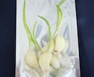 在宅で【農産物副業】を始めるノウハウ教えます 在宅で手間が比較的かからない。ニンニクスプラウトを始める。 イメージ4