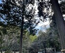 3/13W大安吉日☆神社でご縁結び祈願祈祷します 好きな人しか見えてない方向け。祈願祈祷に強念縁結びがサポート イメージ2