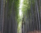 お客様だけの国内旅行プランつくります 旅行とグルメが大好き！元添乗員が思い出づくりのお手伝い♪ イメージ2