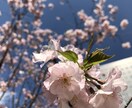 お話聞きます⭐︎看護系の方のご相談も受け付けます 循環器病棟、ICU、ERでの勤務経験があり現在大学院生です! イメージ1