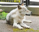 色味補正&くっきり加工します イマイチ写真をイケてる写真に✨今だけ5枚で2000円 イメージ5