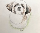 写真からペットイラストを色鉛筆で手描きします 写真とは違う温もりを優しいタッチで、心を込めて制作します イメージ3