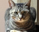 猫や日常の文章作成を代行します ほっと心がゆるむ、優しい文章をお届けします。 イメージ1