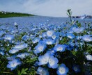 綺麗な風景の写真を提供します 加工用の元写真が欲しい方、風景の写真が好きな方へ イメージ3