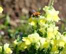 欲しい素材がありましたら提供致します 自然、動物等を主体に撮っております。 イメージ4