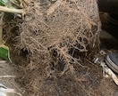 あなたの観葉植物の管理方法をお伝えします 業界歴14年‼ 管理は家の環境それぞれで違うの知ってます？？ イメージ4