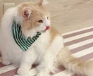 占いとは別に悩み愚痴相談聞きます 誰かに聞いて欲しい〜!誰かいますか〜?って時にご利用ください イメージ1