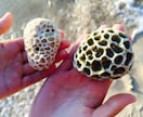 英語が学びたい！トラベル留学！？in OKINAWA イメージ3