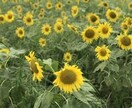 子育て、途方に暮れている方のお話お聞きします 〜覚悟を決めて子どもと向き合いましょう！お手伝いします。 イメージ1