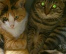 猫ちゃん飼いたいあなたへいやします 猫大好きなひで飼えない人あなたへ イメージ1