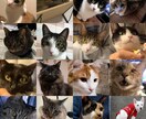 猫16匹&犬1匹の飼い主が犬猫の悩み聞きます ペット業界10年以上！良質な用品、フード、しつけetc… イメージ1