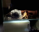 メダカ～熱帯魚まで相談のります 初心者でも簡単に心の癒しを味わいましょ！！ イメージ4