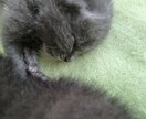 保護猫さんとあなたが幸せになる方法伝えます 子猫を保護した方、保護猫さんを迎え入れたい方ご覧ください！ イメージ3