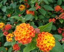 高知県の海をバックにドライブコース提供します 高知県の海をバックにドライブコースはいかがですか。 イメージ1