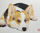 写真をもとにペットの似顔絵を描きます ペット、人物など色鉛筆でA3サイズに描きます。 イメージ7