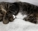 今すぐ話がしたい！　そんなあなたの希望叶えます 今日あったことから深刻な悩みまで。あなたに寄り添い聴きます。 イメージ1