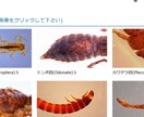 HTML、CSSコーディングできます 対象に合わせたサイト構築を目指します。 イメージ5