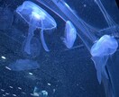 気軽に色んなお話聞きます 電話より、チャットで気軽に話を聞いて欲しい方集合( ¨̮ ) イメージ3