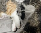 看護師さんの日々の『ねぇ聞いて』を聞きます 毎日頑張るあなたの「ねぇ聞いて」に、適度に向き合います イメージ2