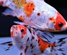アクアリウムの事、何でも承ります 「アクアリウム始めたい」から移動水族館まで イメージ2