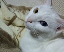 貴方のお悩みきっと解決します 何でも御悩み聞きます。解決します・ イメージ1