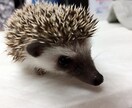 なんでもお話聞きます すぐ抱え込んじゃう優しい人、おもっきり失恋した人 イメージ2
