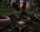 動物視点の没入体験動画を制作します 臨場感ある視点で印象に残る映像を制作します イメージ4