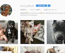 Instagramであなたの写真・動画を投稿します フォロワー200千人!犬テーマのインスタグラムPRにオススメ イメージ3
