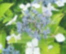 紫陽花の写真（５枚）提供いたします 日常風景の紫陽花の写真をご提供します。 イメージ2