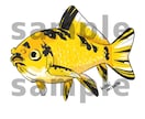 あなたのペット金魚ちゃんのイラスト描きます あなたの金魚ちゃんを可愛いキャラクターにします イメージ5