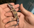 レオパードゲッコー飼育の悩み相談をできる限りします レオパードゲッコー飼育を考えてる方、飼育していて悩んでる方へ イメージ3