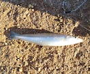 釣り歴40年が魚釣り（初級～中級）の相談にのります テンヤ、ボートエギング、フカセ、ヤエン、投げ釣りの仕掛け イメージ3